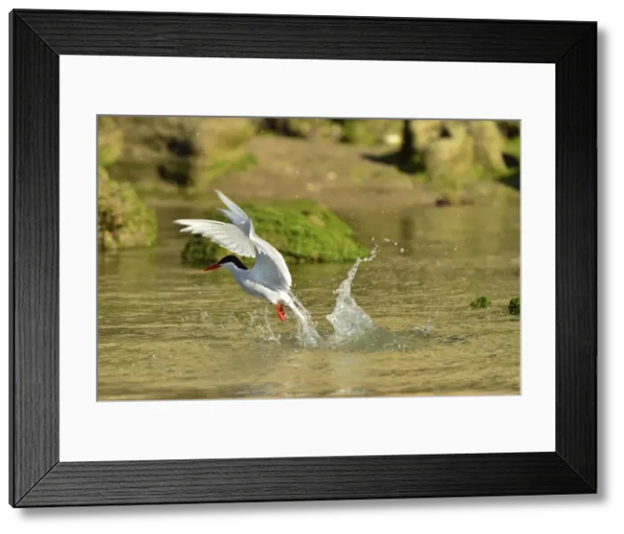 Framed Print : Picture No. 10983195 Framed Print : Picture No. 10983195