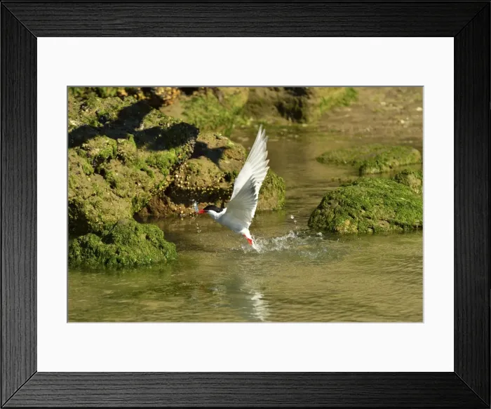 Framed Print : Picture No. 10983192 Framed Print : Picture No. 10983192