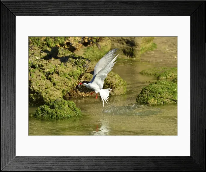 Framed Print : Picture No. 10983193 Framed Print : Picture No. 10983193