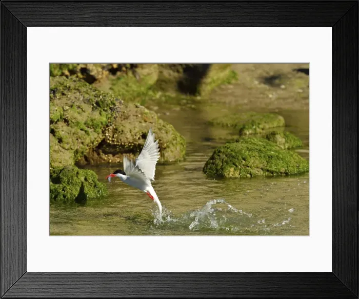 Framed Print : Picture No. 10983197 Framed Print : Picture No. 10983197