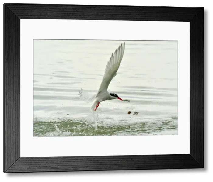 Framed Print : Picture No. 10983200 Framed Print : Picture No. 10983200