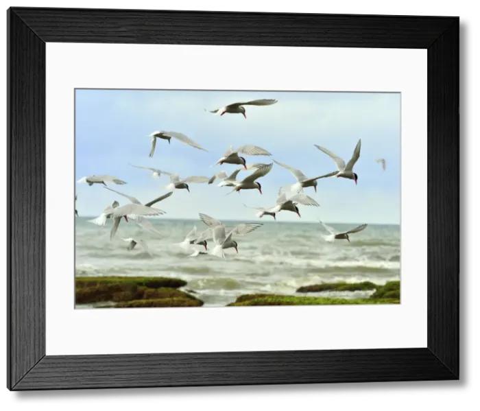 Framed Print : Picture No. 10983199 Framed Print : Picture No. 10983199