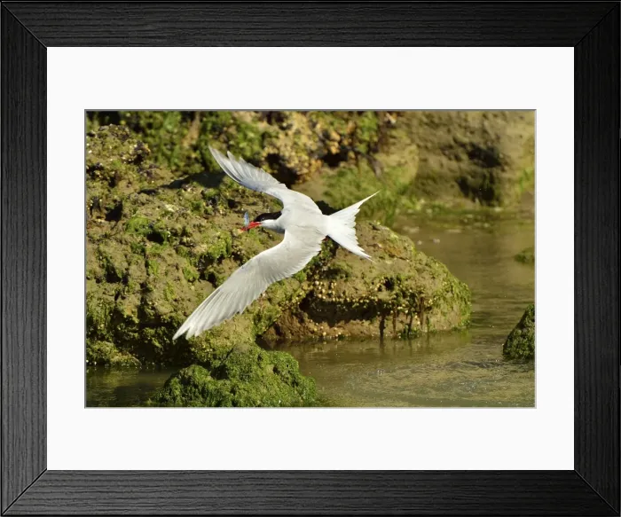 Framed Print : Picture No. 10983194