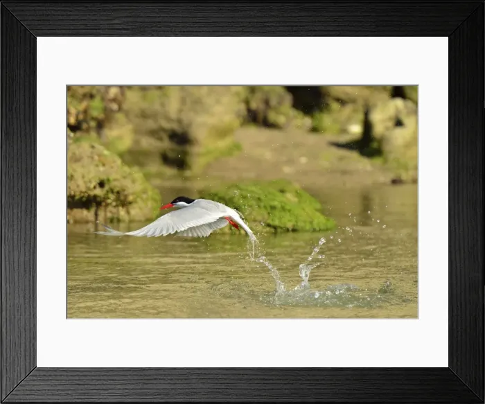 Framed Print : Picture No. 10983196 Framed Print : Picture No. 10983196