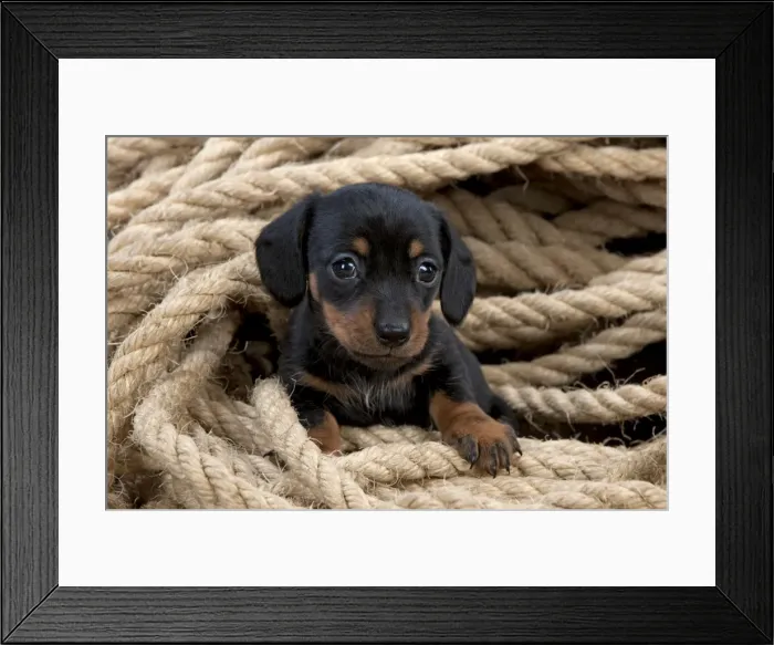 Framed Print : Picture No. 10983252