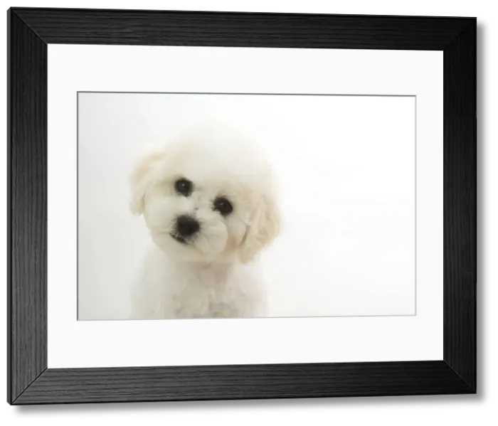 Framed Print : Picture No. 10983259 Framed Print : Picture No. 10983259