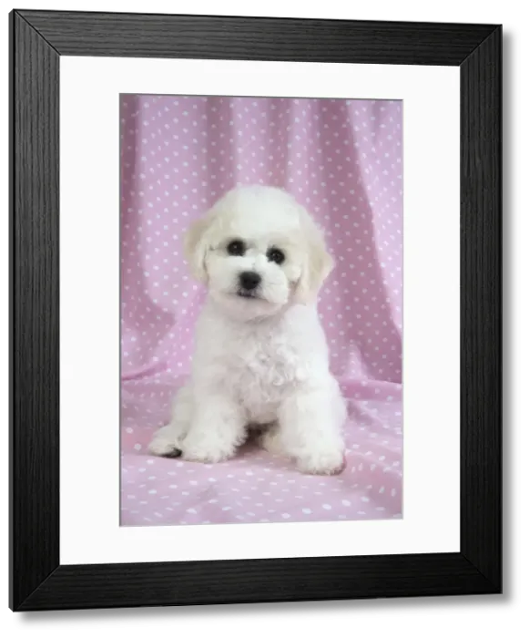 Framed Print : Picture No. 10983260 Framed Print : Picture No. 10983260
