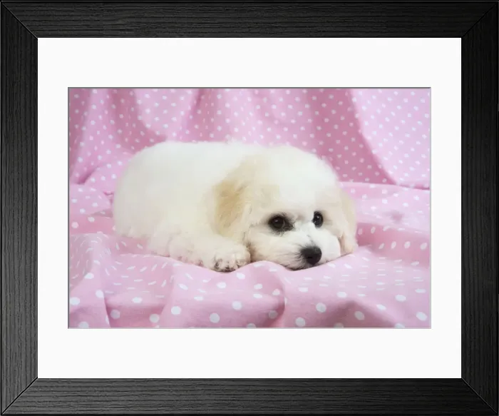 Framed Print : Picture No. 10983261
