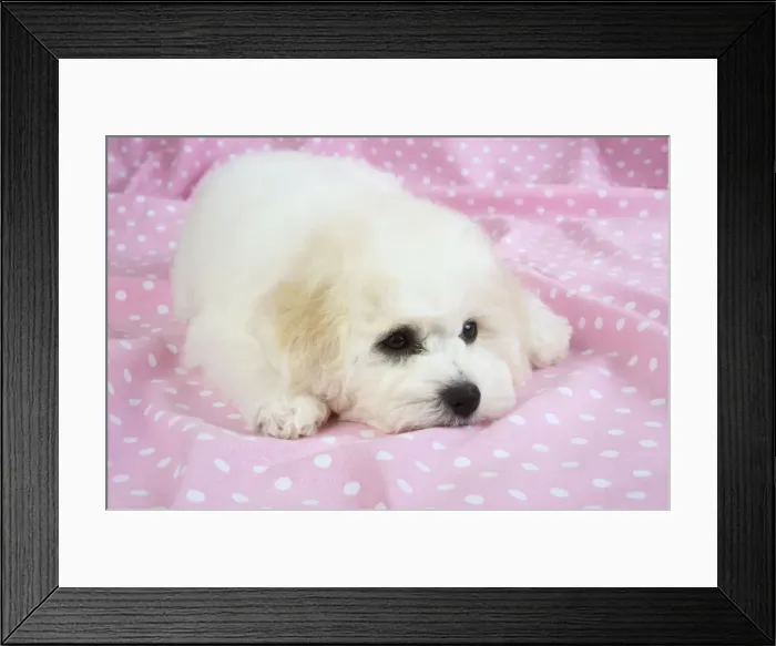Framed Print : Picture No. 10983263 Framed Print : Picture No. 10983263