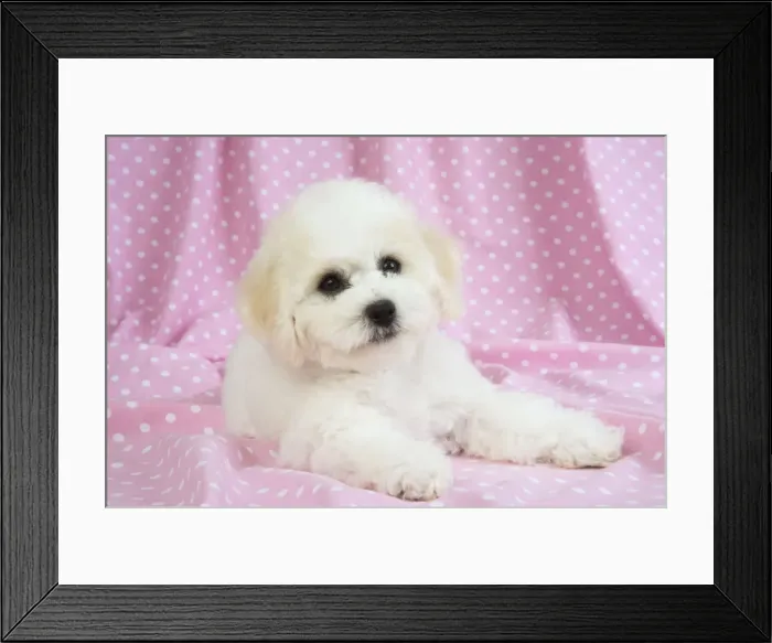 Framed Print : Picture No. 10983262 Framed Print : Picture No. 10983262