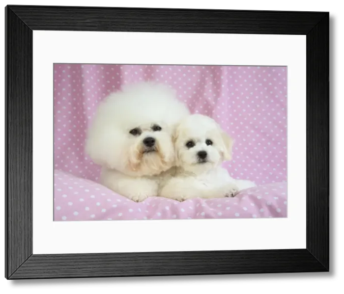 Framed Print : Picture No. 10983264 Framed Print : Picture No. 10983264