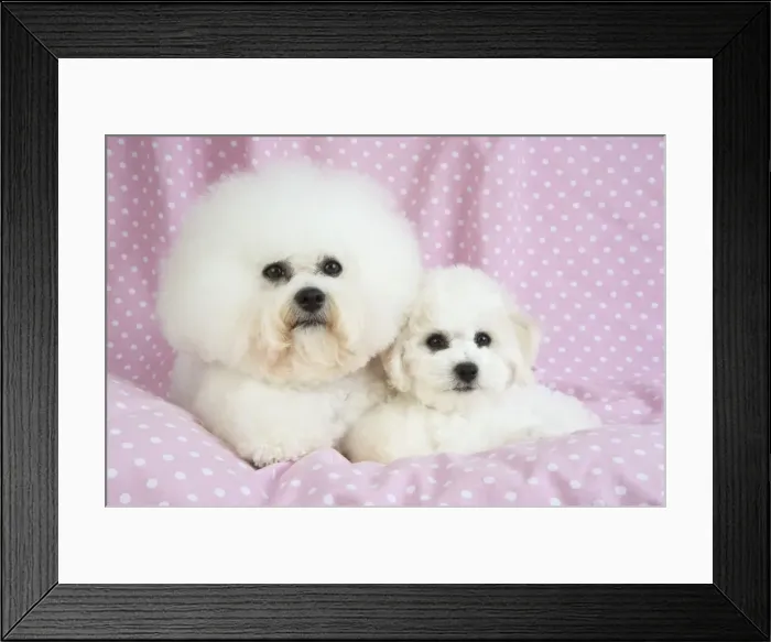 Framed Print : Picture No. 10983265 Framed Print : Picture No. 10983265
