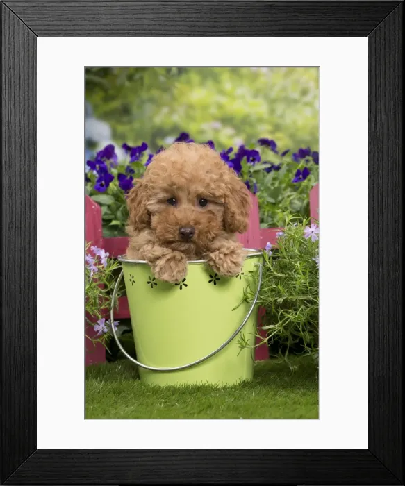 Framed Print : Picture No. 10983361 Framed Print : Picture No. 10983361