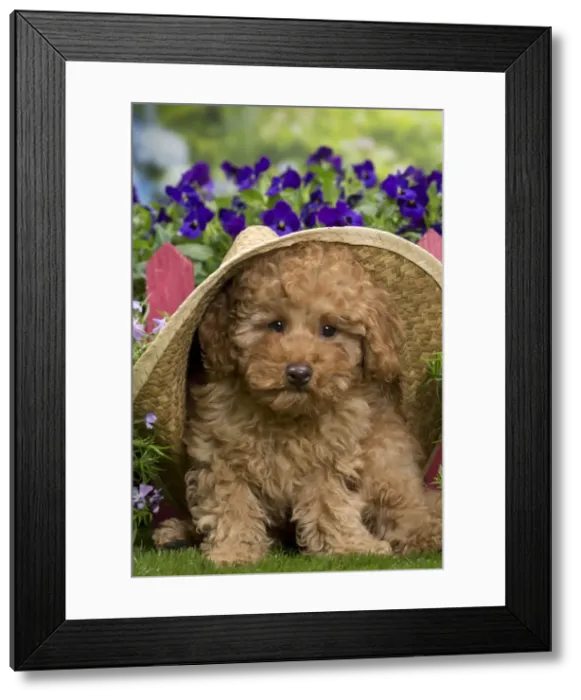 Framed Print : Picture No. 10983365 Framed Print : Picture No. 10983365
