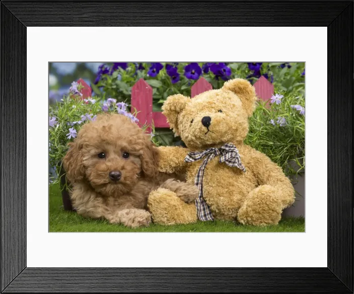 Framed Print : Picture No. 10983369 Framed Print : Picture No. 10983369