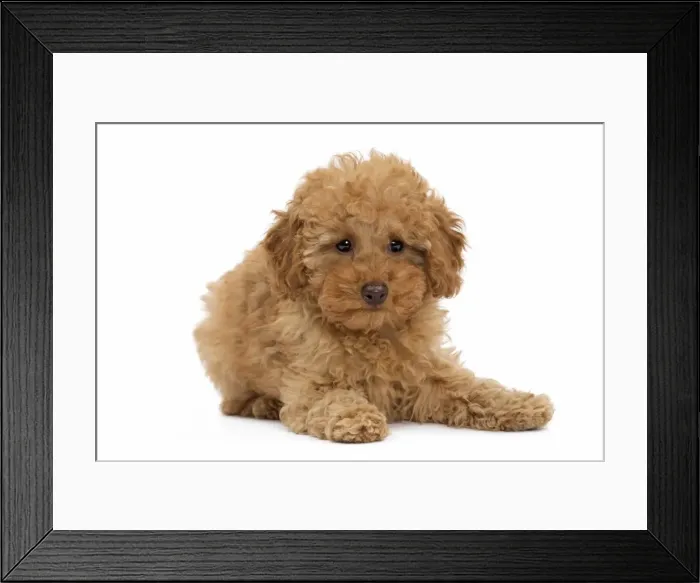Framed Print : Picture No. 10983371 Framed Print : Picture No. 10983371