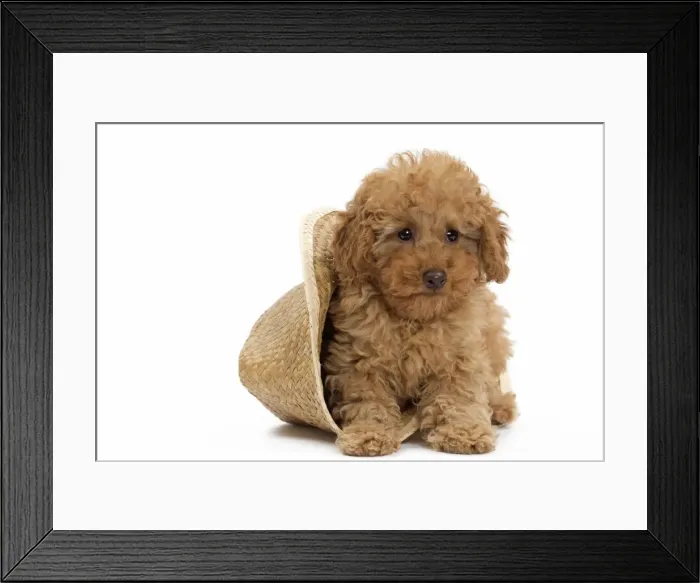 Framed Print : Picture No. 10983373 Framed Print : Picture No. 10983373
