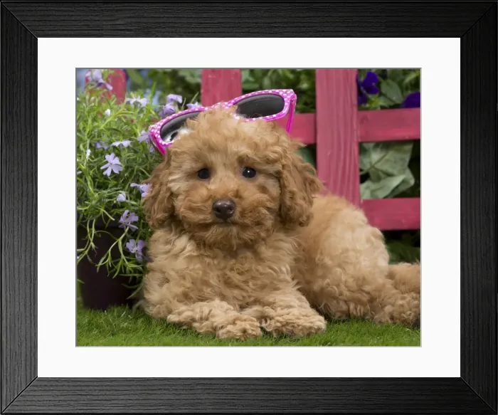 Framed Print : Picture No. 10983367 Framed Print : Picture No. 10983367