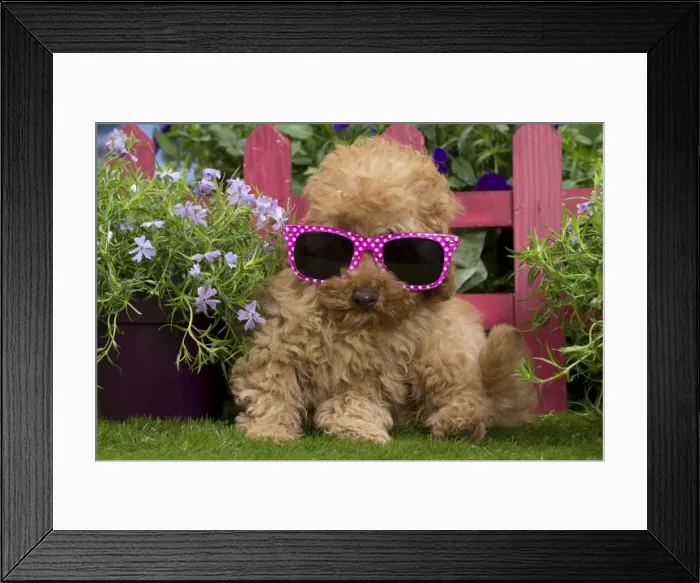 Framed Print : Picture No. 10983366 Framed Print : Picture No. 10983366