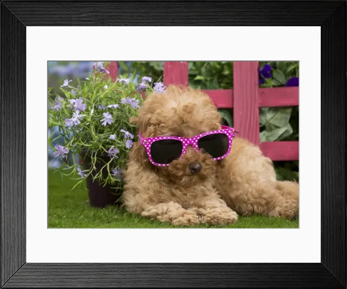 Framed Print : Picture No. 10983368 Framed Print : Picture No. 10983368
