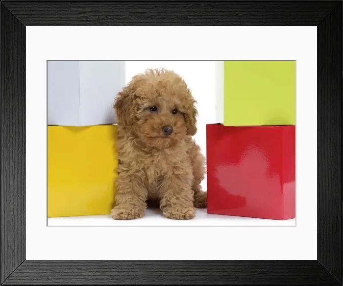 Framed Print : Picture No. 10983374 Framed Print : Picture No. 10983374