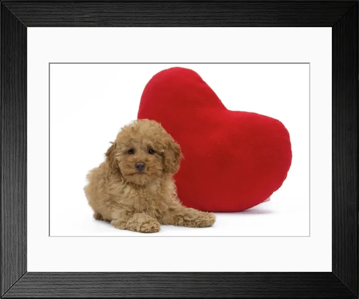 Framed Print : Picture No. 10983372 Framed Print : Picture No. 10983372