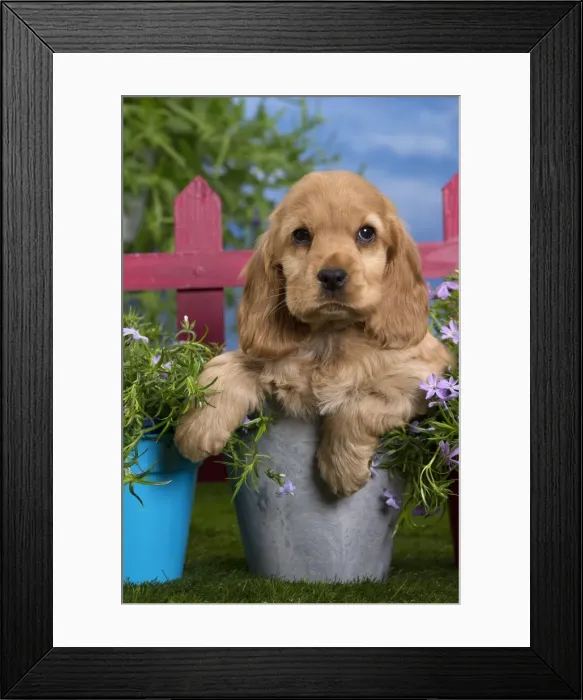 Framed Print : Picture No. 10983402 Framed Print : Picture No. 10983402