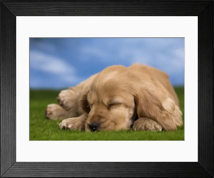 Framed Print : Picture No. 10983404 Framed Print : Picture No. 10983404