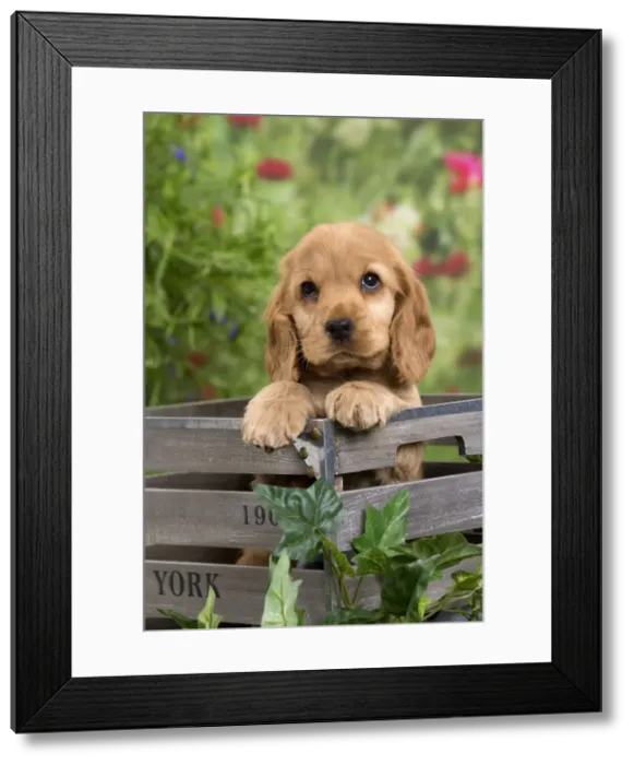 Framed Print : Picture No. 10983401 Framed Print : Picture No. 10983401