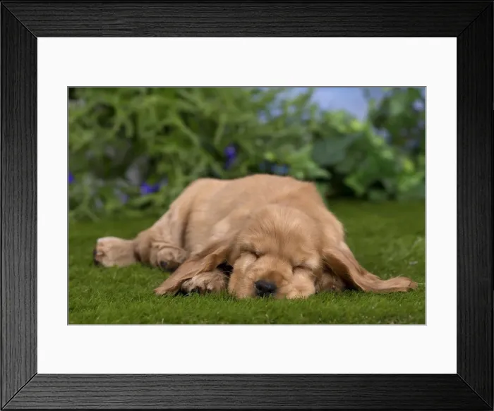 Framed Print : Picture No. 10983406 Framed Print : Picture No. 10983406