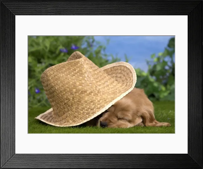 Framed Print : Picture No. 10983407 Framed Print : Picture No. 10983407