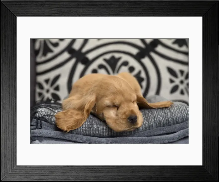 Framed Print : Picture No. 10983408 Framed Print : Picture No. 10983408