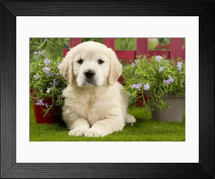 Framed Print : Picture No. 10983410 Framed Print : Picture No. 10983410