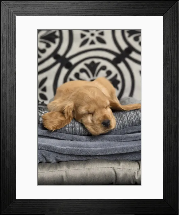 Framed Print : Picture No. 10983409 Framed Print : Picture No. 10983409