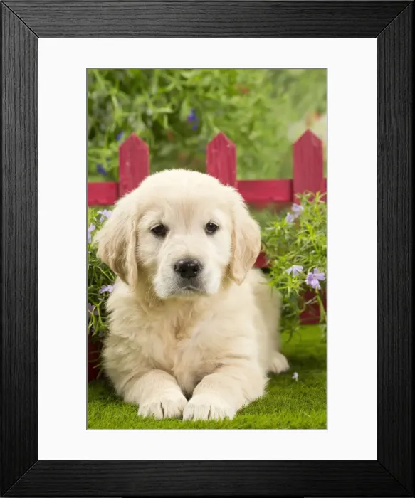 Framed Print : Picture No. 10983411 Framed Print : Picture No. 10983411