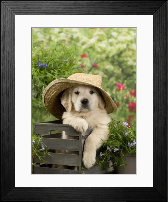 Framed Print : Picture No. 10983416 Framed Print : Picture No. 10983416