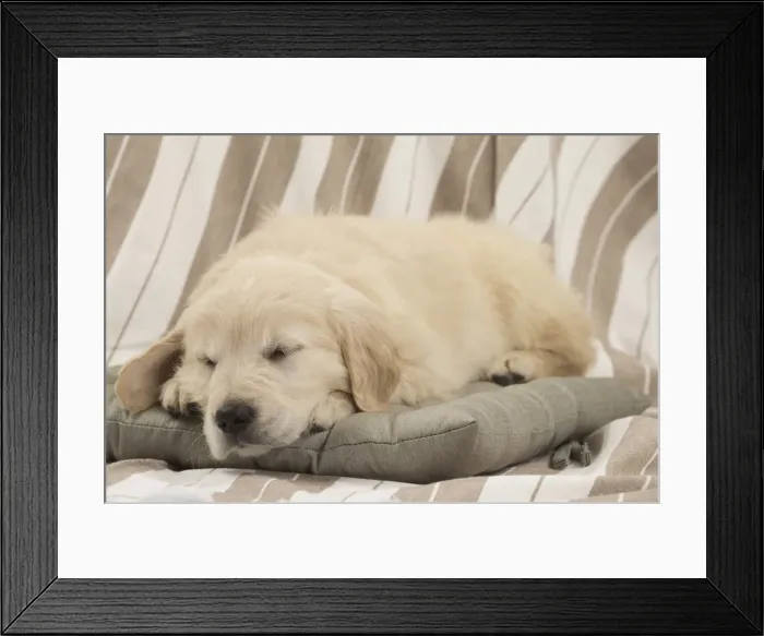 Framed Print : Picture No. 10983427 Framed Print : Picture No. 10983427