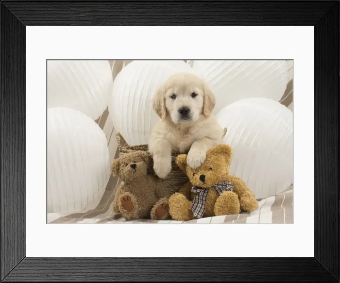Framed Print : Picture No. 10983426 Framed Print : Picture No. 10983426