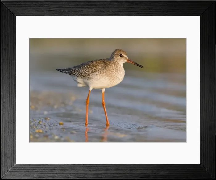 Framed Print : Picture No. 10982692 Framed Print : Picture No. 10982692