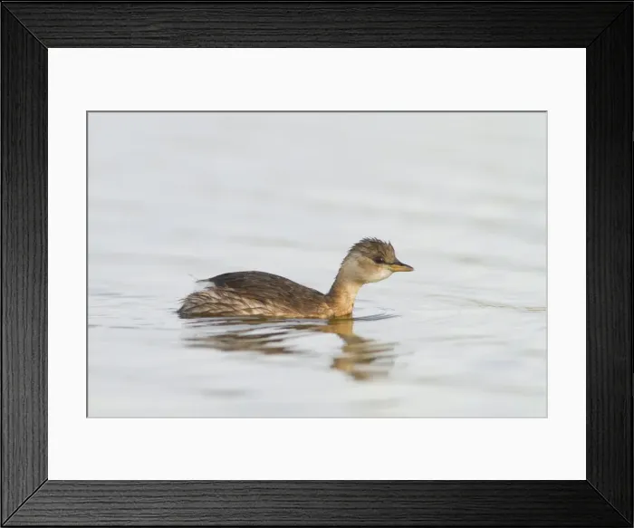Framed Print : Picture No. 10982701 Framed Print : Picture No. 10982701
