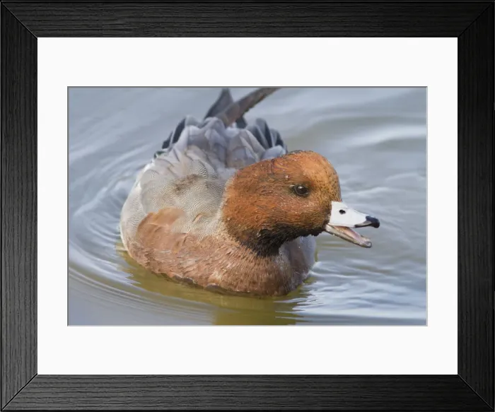 Framed Print : Picture No. 10982693 Framed Print : Picture No. 10982693
