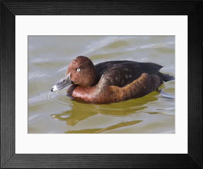 Framed Print : Picture No. 10982696 Framed Print : Picture No. 10982696