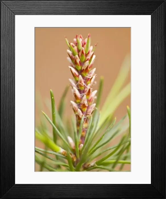 Framed Print : Picture No. 10982719 Framed Print : Picture No. 10982719