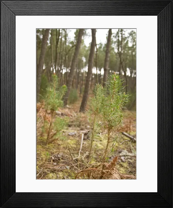 Framed Print : Picture No. 10982720 Framed Print : Picture No. 10982720