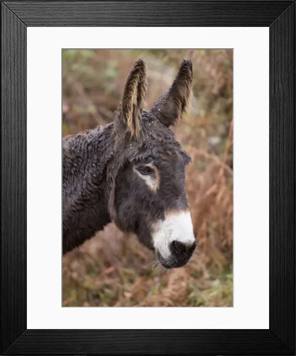 Framed Print : Picture No. 10982710