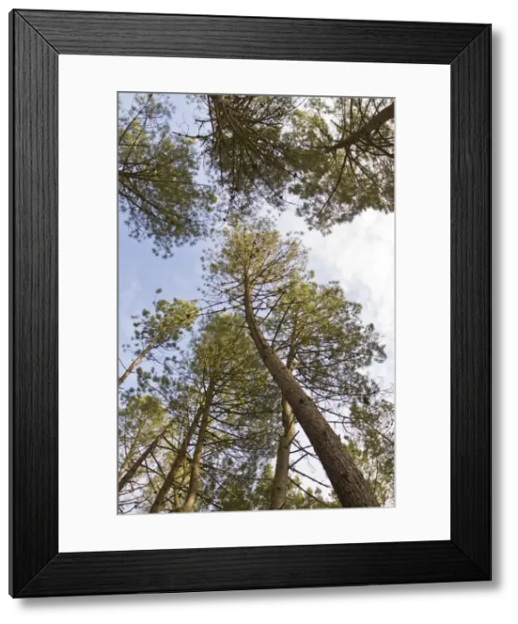 Framed Print : Picture No. 10982723 Framed Print : Picture No. 10982723