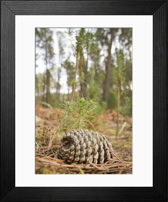 Framed Print : Picture No. 10982722 Framed Print : Picture No. 10982722