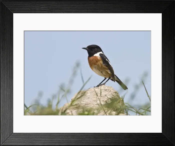 Framed Print : Picture No. 10982700 Framed Print : Picture No. 10982700