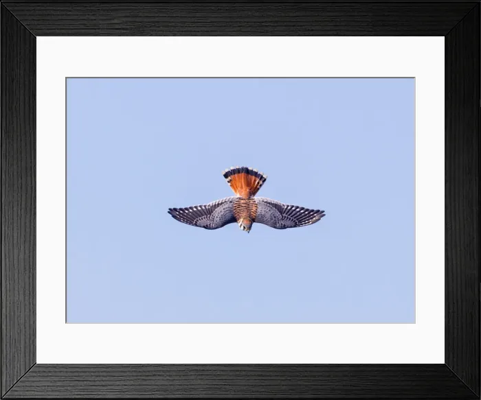 Framed Print : Picture No. 10982727 Framed Print : Picture No. 10982727