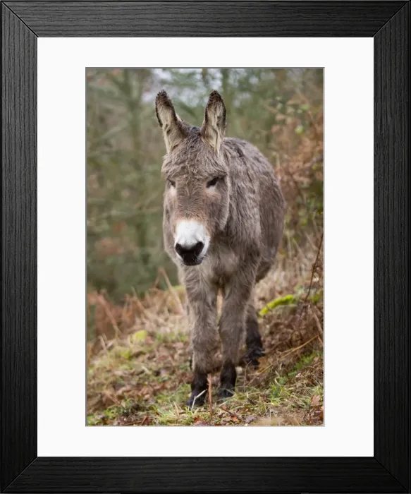 Framed Print : Picture No. 10982707